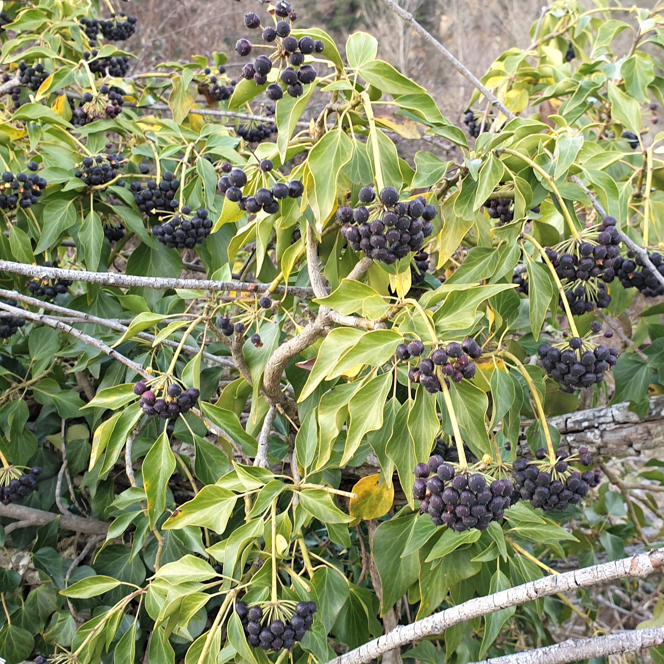 Hedera Helix, Semences du Puy